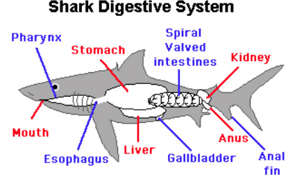 Shark Digestion Flow Chart