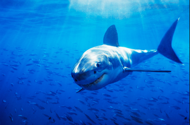 Shark - Animal Digestion