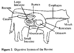 cow digestive system cattle animal beef bovine science diagram digestion ag livestock agriculture calves 4h country information project nutrition